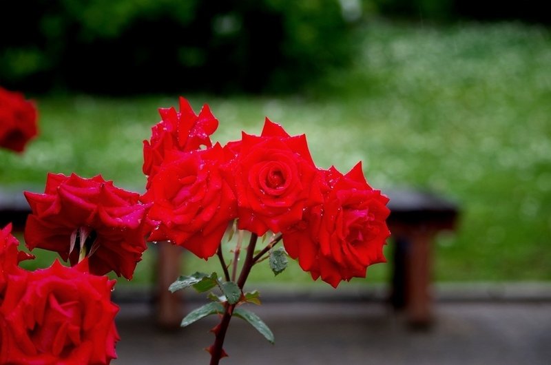 いわし園芸 薔薇と砂漠の踏切 鰯崎 友 Note いわし園芸 薔薇と砂漠の踏切 鰯崎 友 Note