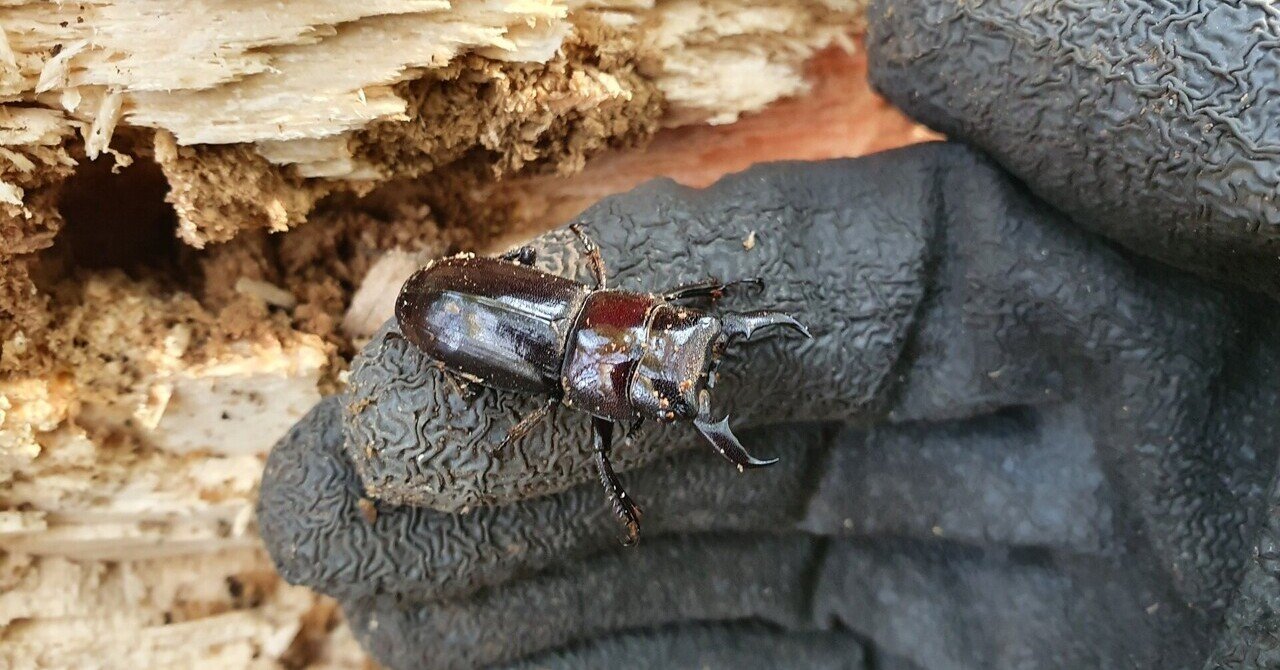 埼玉県 ヒラタクワガタ ヒメマイマイカブリ 材採集 キヨタミ Note 埼玉県 ヒラタクワガタ ヒメマイマイカブリ 材採集 キヨタミ Note