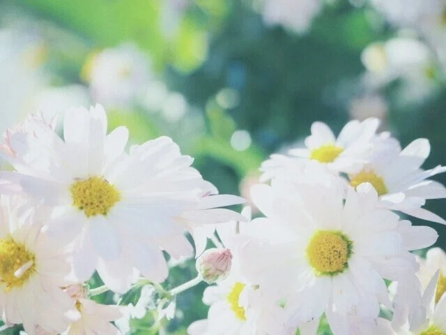 花 白あ