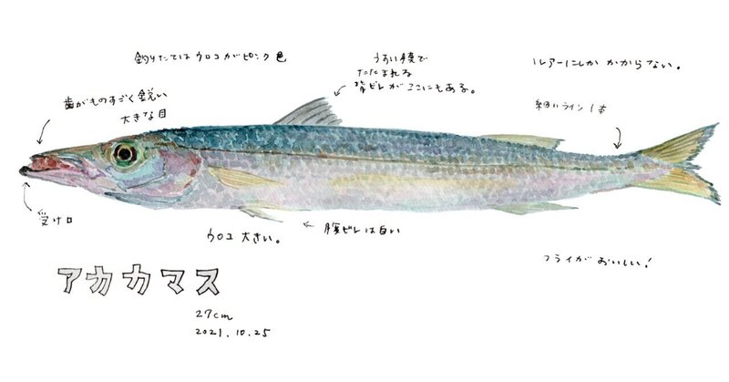 三浦半島釣り魚図鑑（15）　アカカマス（かます）