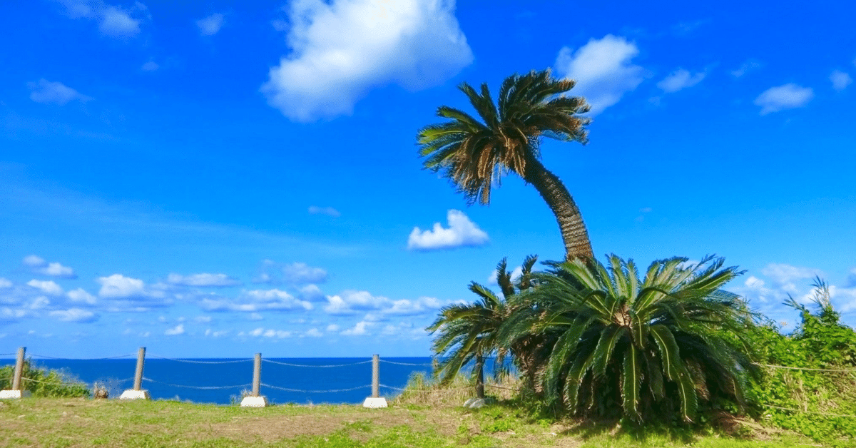 巨大！幹高60㎝⭐️【元気な子株付き!!】⭐️美しい大型ソテツ 蘇鉄