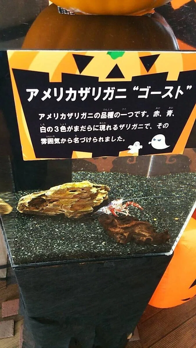 画像17