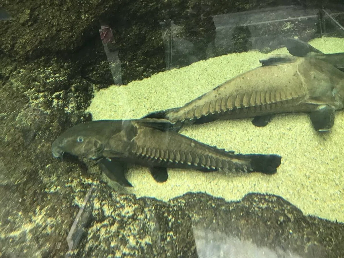 画像59