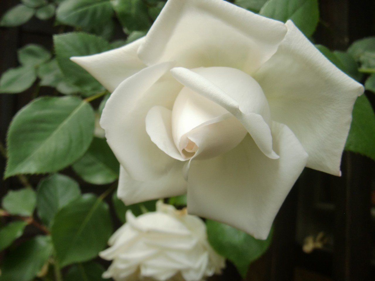 白い薔薇 新雪 足袋猫 Note