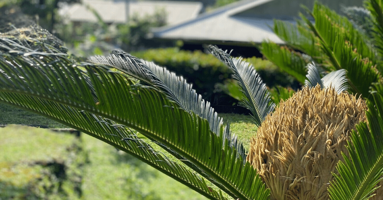 生きた化石！？「蘇鉄（ソテツ）」のふしぎ・魅力に迫る②｜haco