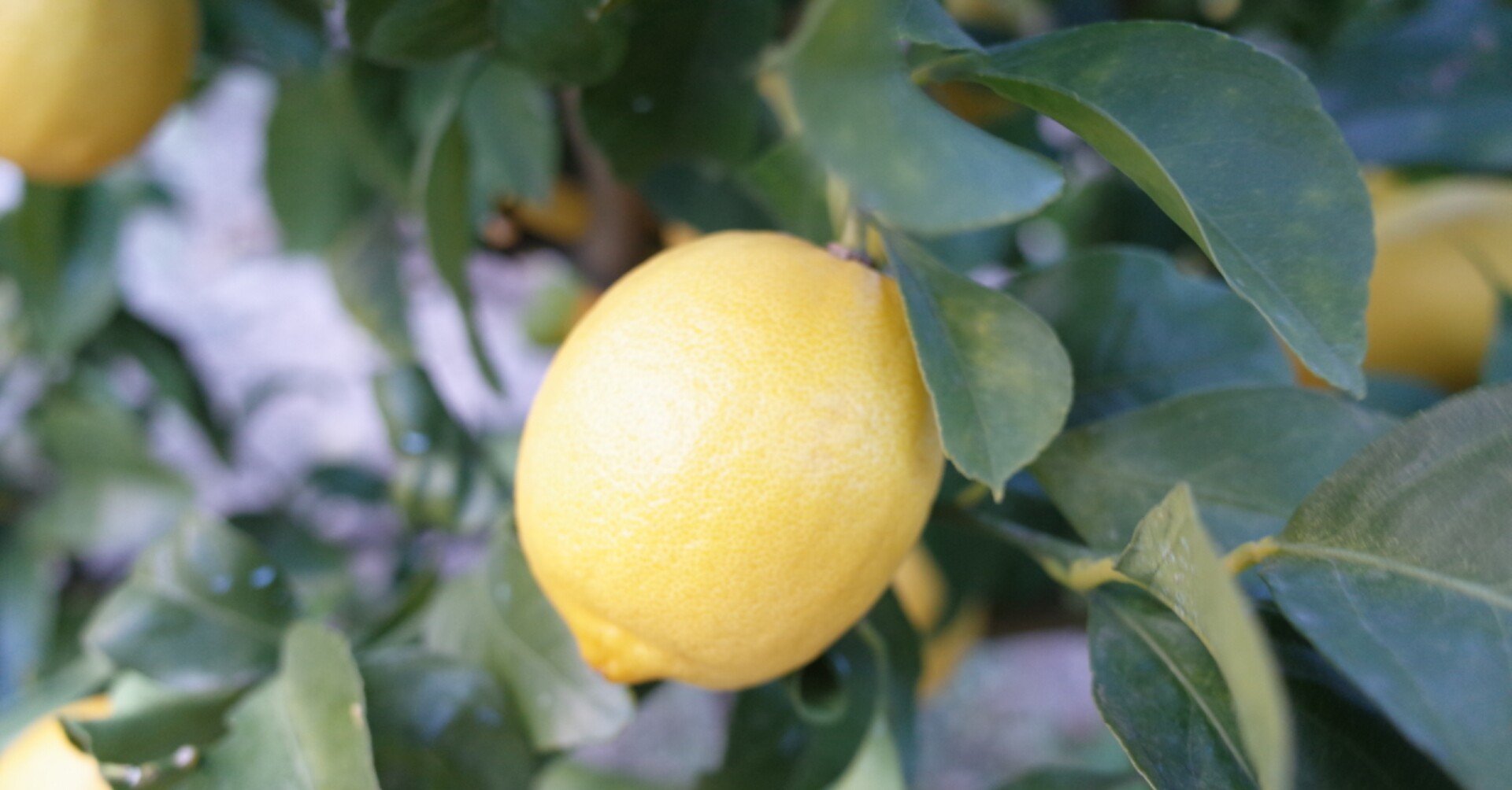 うさぎとレモンに恋をする｜みち