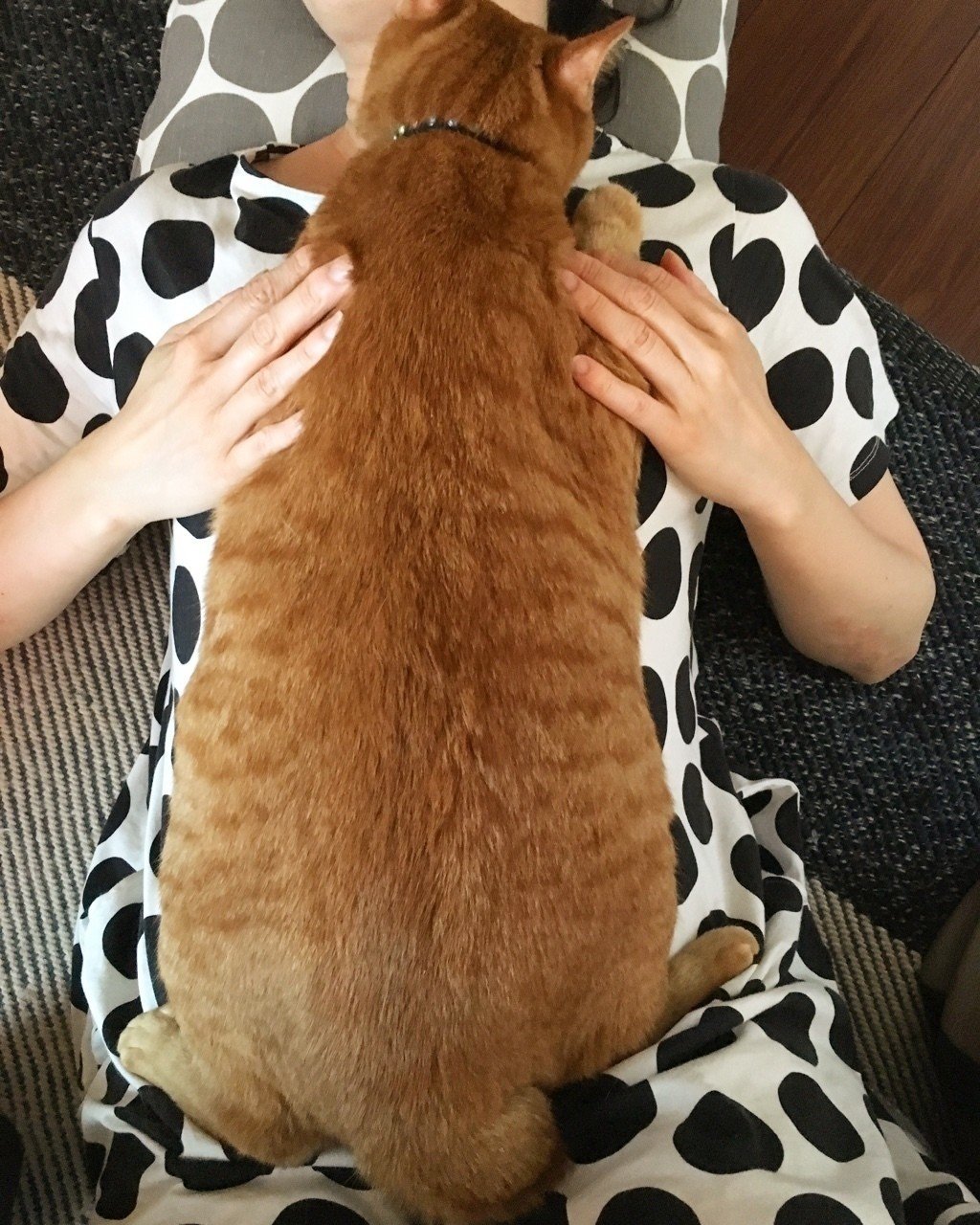 ネコは 大きい にかぎる Mizunote Note