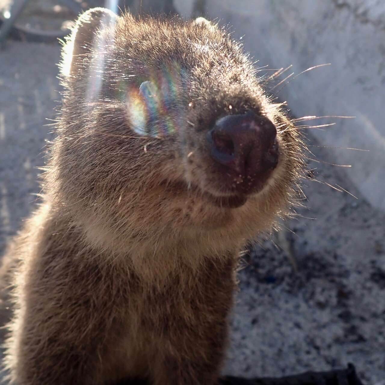 ワーホリひとコマ パース オーストラリア かわいい クォッカ この笑顔を見るために人々は地面を這いずり餌を与え とにかく笑顔になってもらう努力をする 振り向いてもらうために必死になる その必死さが Van2travel トラベルライター Note