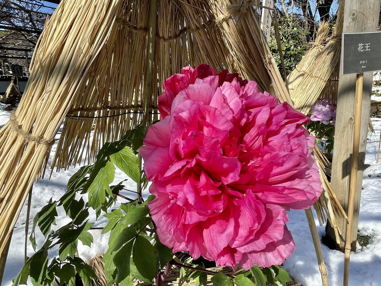 上野東照宮 冬のぼたん苑 上野案内所 Note