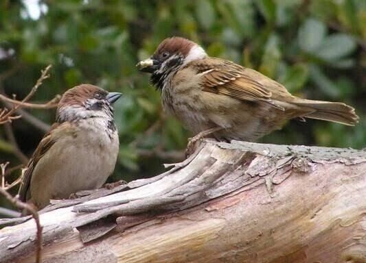 第1896回 違った意味の身近なスズメ｜翆野 大地