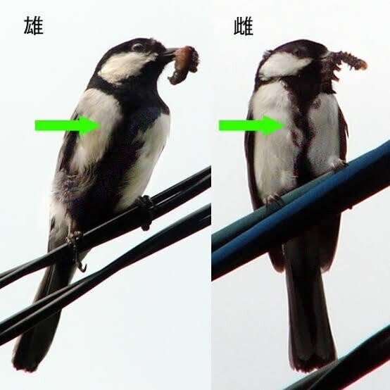 第1896回 違った意味の身近なスズメ｜翆野 大地