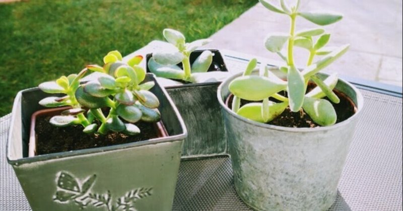 多肉植物の植え替え❤初挑戦