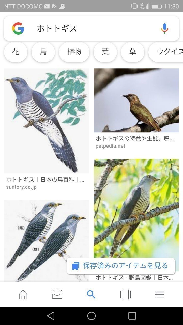 最速 ホトトギス 英語