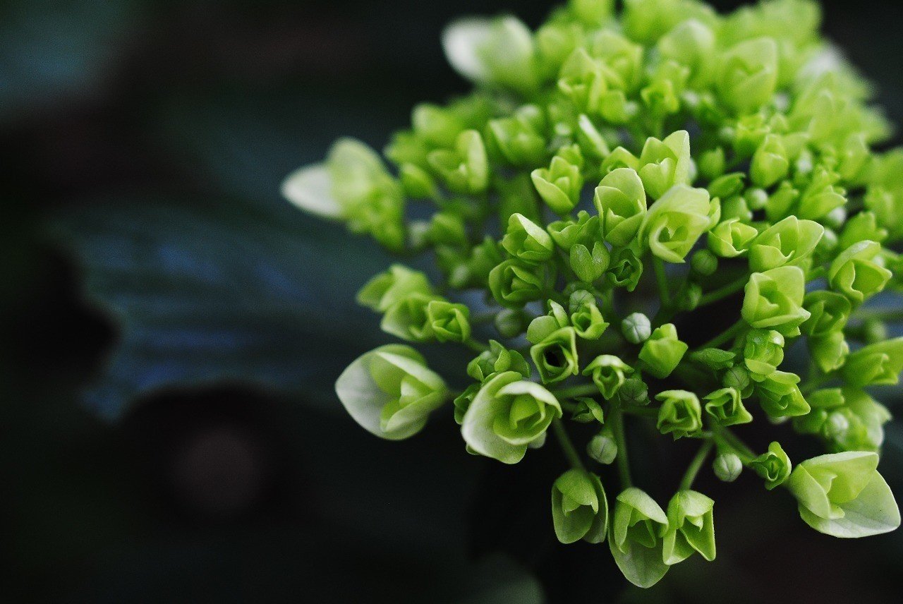 Private Opinion 作業療法 新定義について Anakaw Note