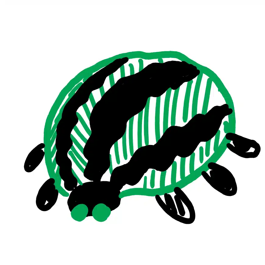 西瓜(すいか)