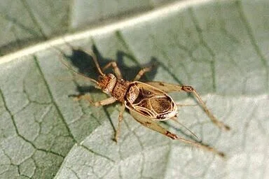 第1897回 鳥の名前が付いた虫|翆野 大地