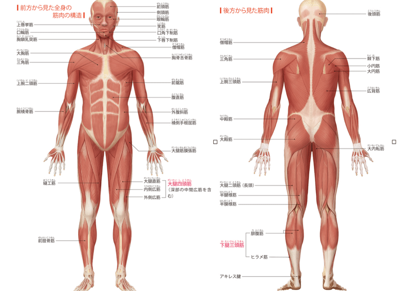 人体　解剖図