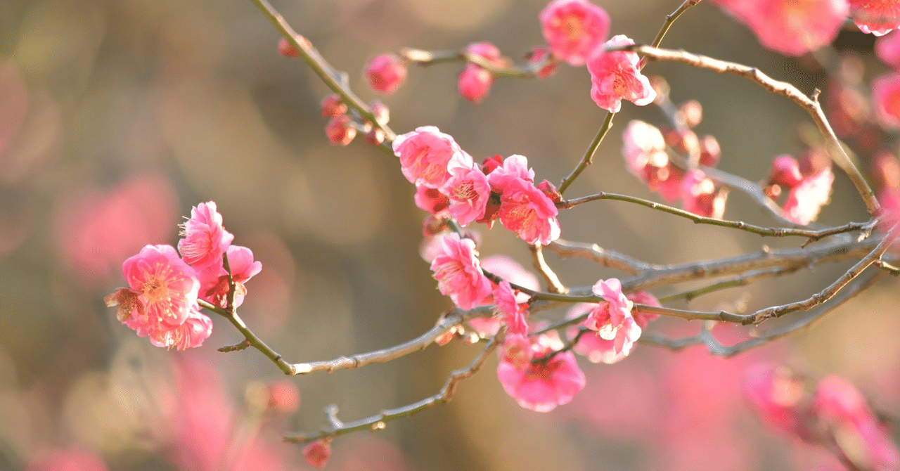 前川ほまれさん「セゾン・サンカンシオン」は多くの人に届いてほしい