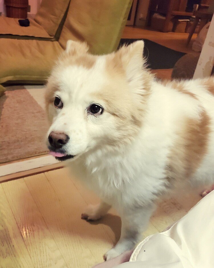 テヘペロ。

#dog #inu #犬 #犬の麩 #犬のいる暮らし #love #moritaMiW 
https://instagram.com/catsachi.dogfu