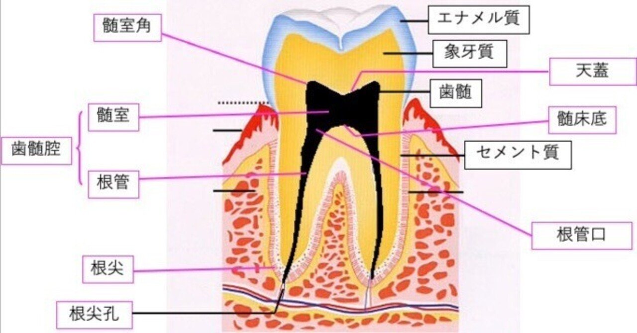 歯の解剖 初級編〜すべての歯科医療関係者に必要な知識1〜｜Dr_Kaku