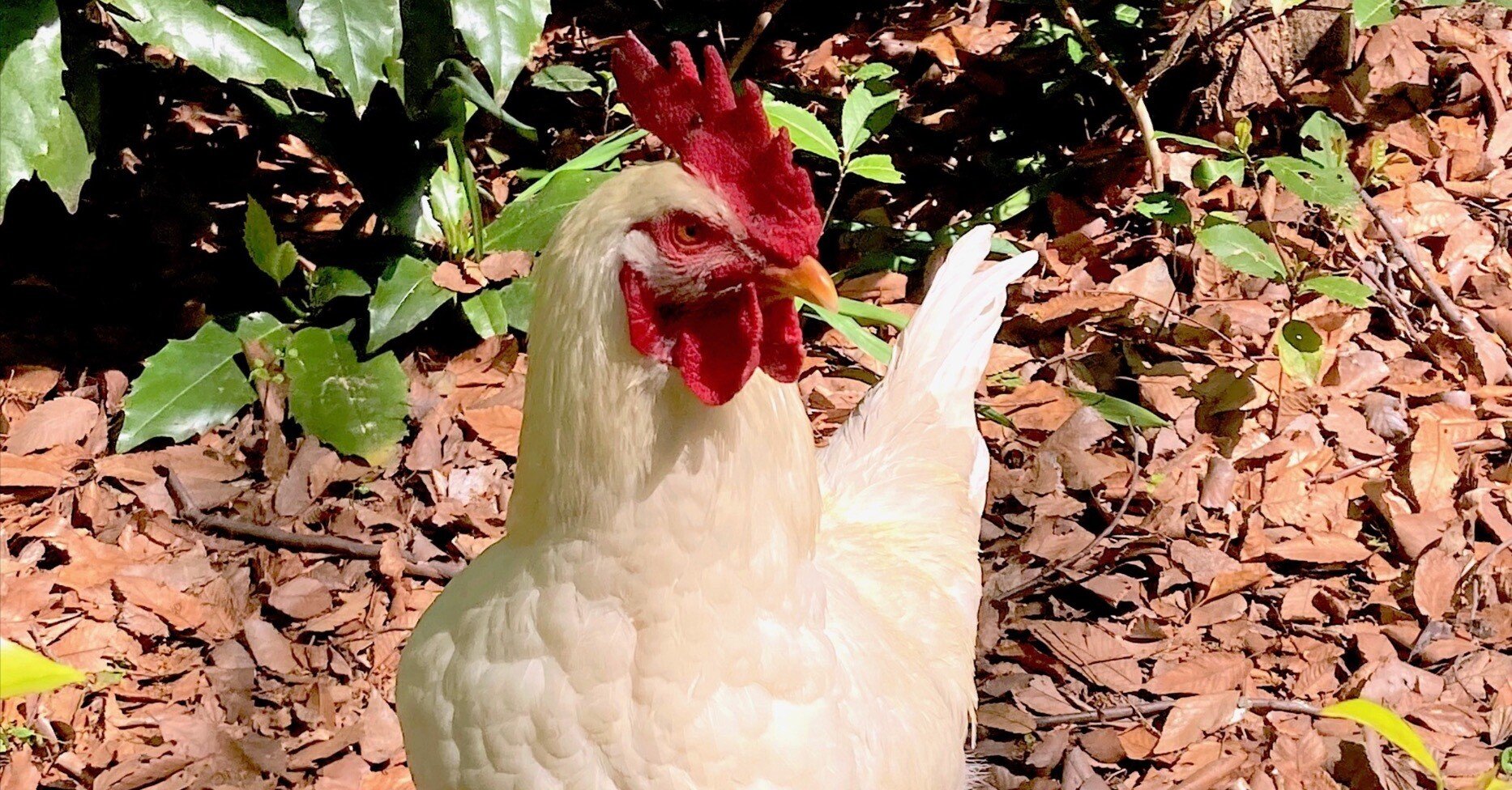 Tabula Gallusへの道｜山形方人 Masahito Yamagata, PhD, image size:1866x976