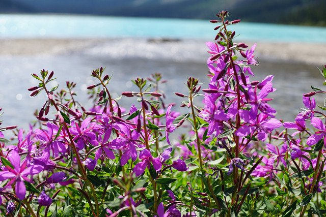 氷河湖の水色を借景にFireweedの群生をぱちり。今年も来ましたBow Lake。