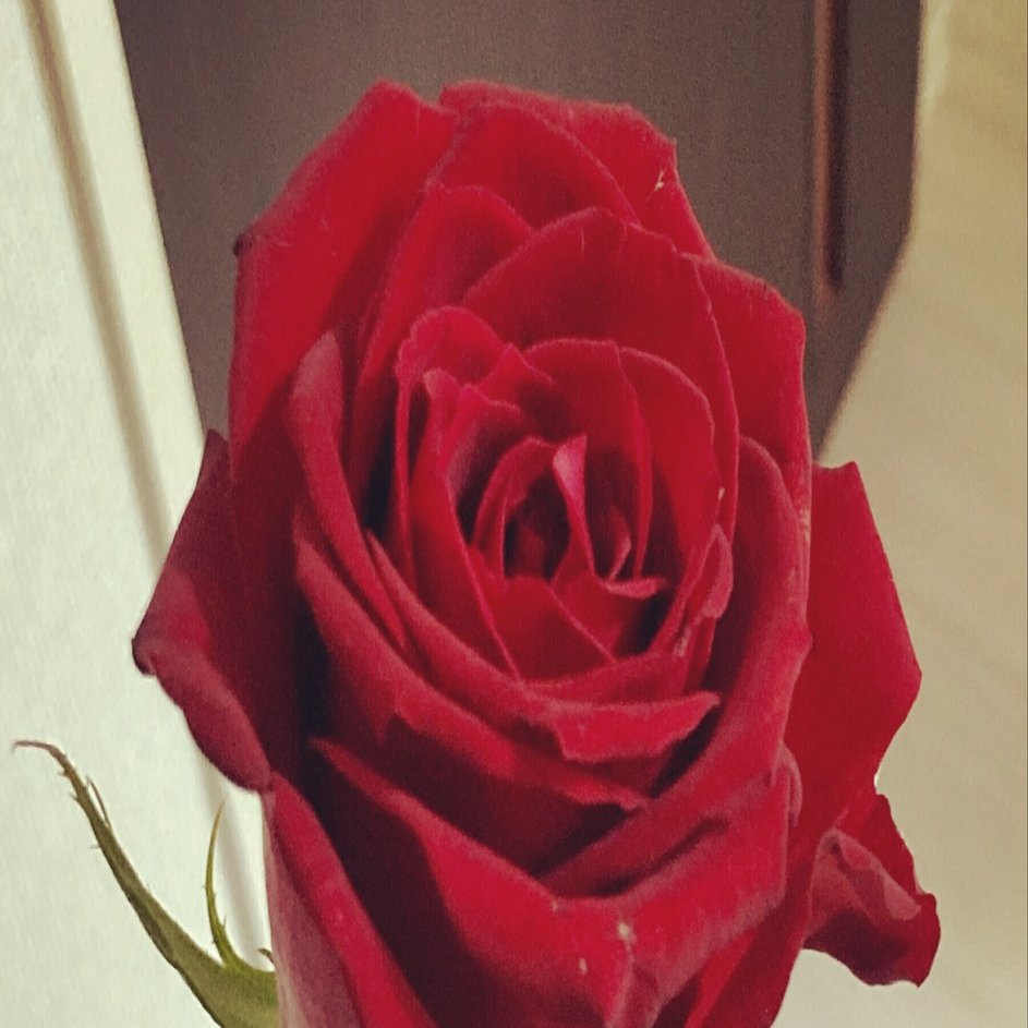 薔薇が似合うかっこいい男になりたい Sharplightboy Note