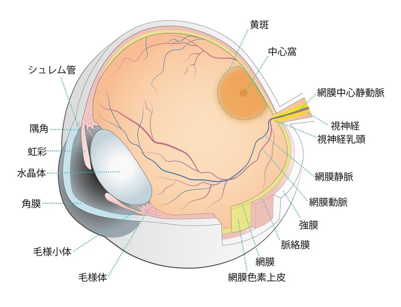 3_1.立体眼球断面