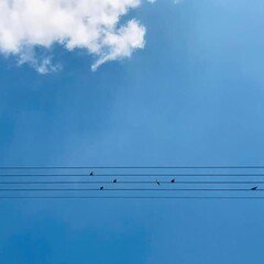 sound sketch 16【 birds 】