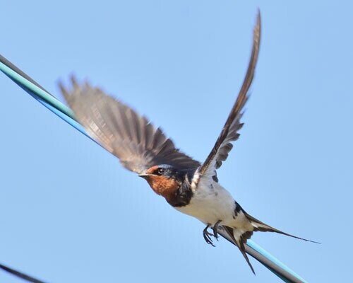 第1898回 漢字だけの鳥 ⑴｜翆野 大地