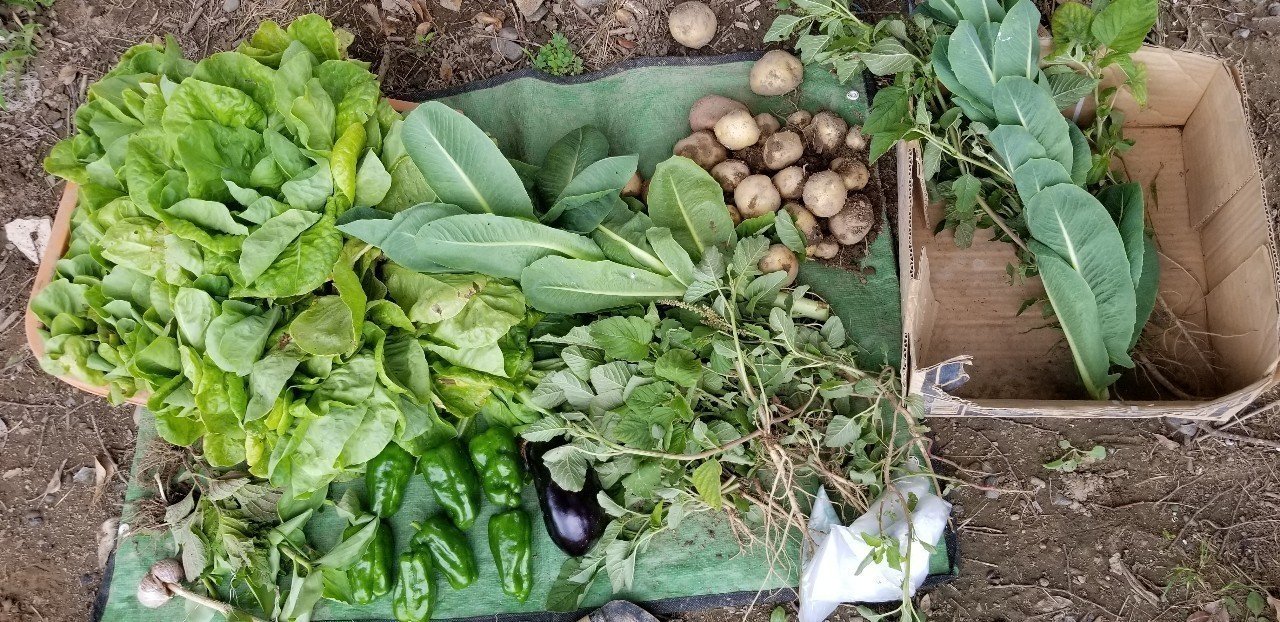 畑ログ スイカの成長とジャンボタニシとの遭遇 まさと まつやま Note 畑ログ スイカの成長とジャンボタニシとの遭遇 まさと まつやま Note