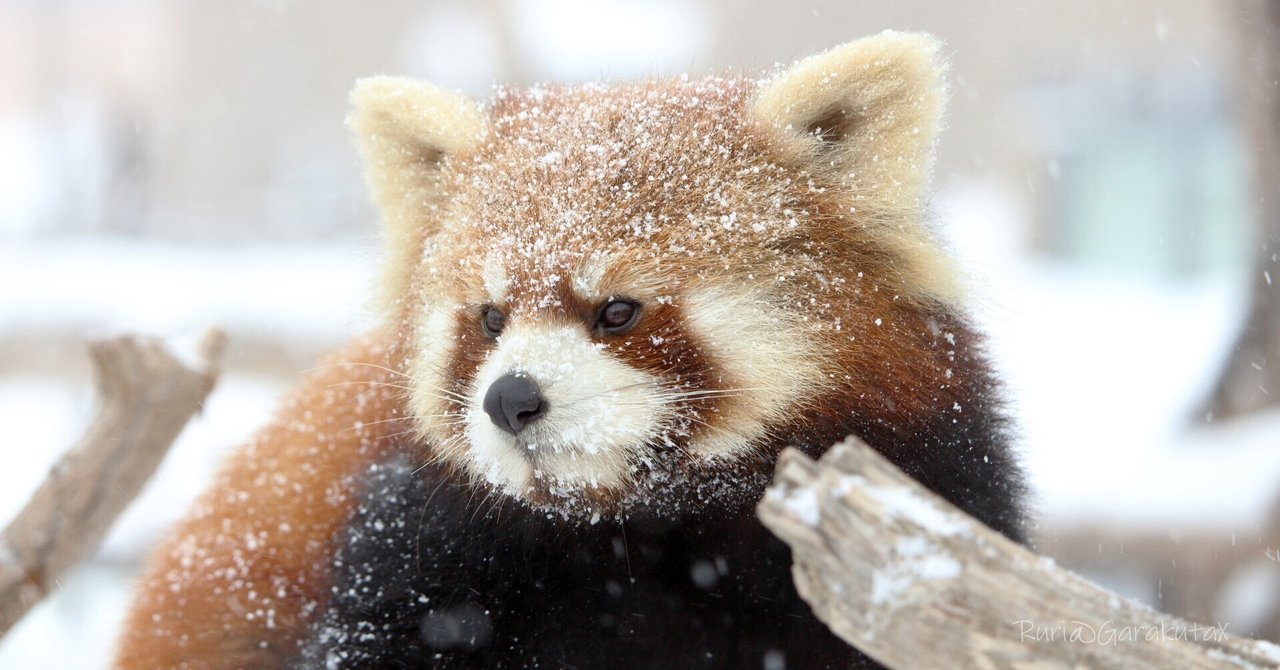雪とレッサーパンダ|るり˙ᴥ˙ 雪とレッサーパンダ|るり˙ᴥ˙