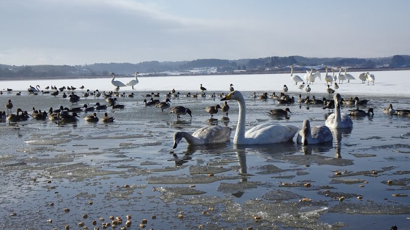 20220109_日曜日のゴミ拾い －CLEAN WETLANDS Project (84)