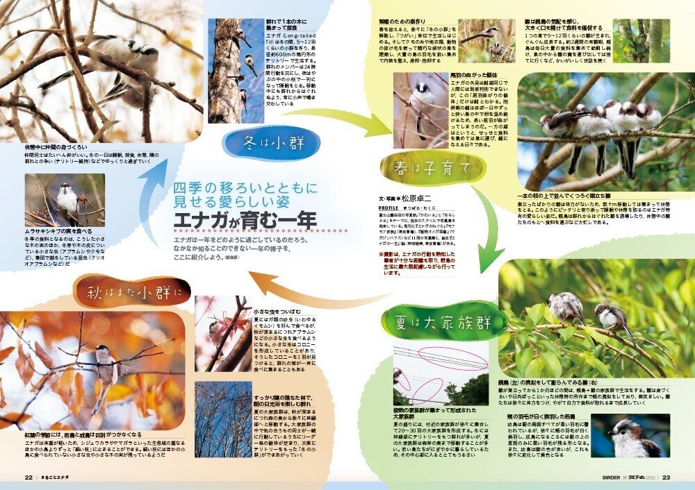Birder2月号の見どころ ブンイチ 文一総合出版 Note