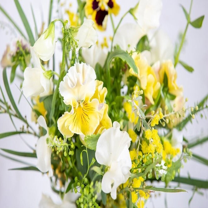 Mimosa ミモザ 世界各国で 春の訪れを告げる花 フラワースクール Hana Kichi Note
