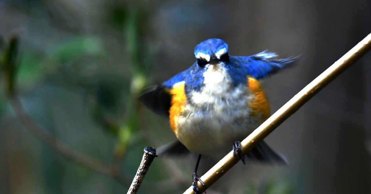 ルリビタキとウソ　木彫りの野鳥　 　　ありがとう358さま専用品 ガラス造形作家・齋藤直 野鳥観察「ルリビタキ」のオブジェ - J