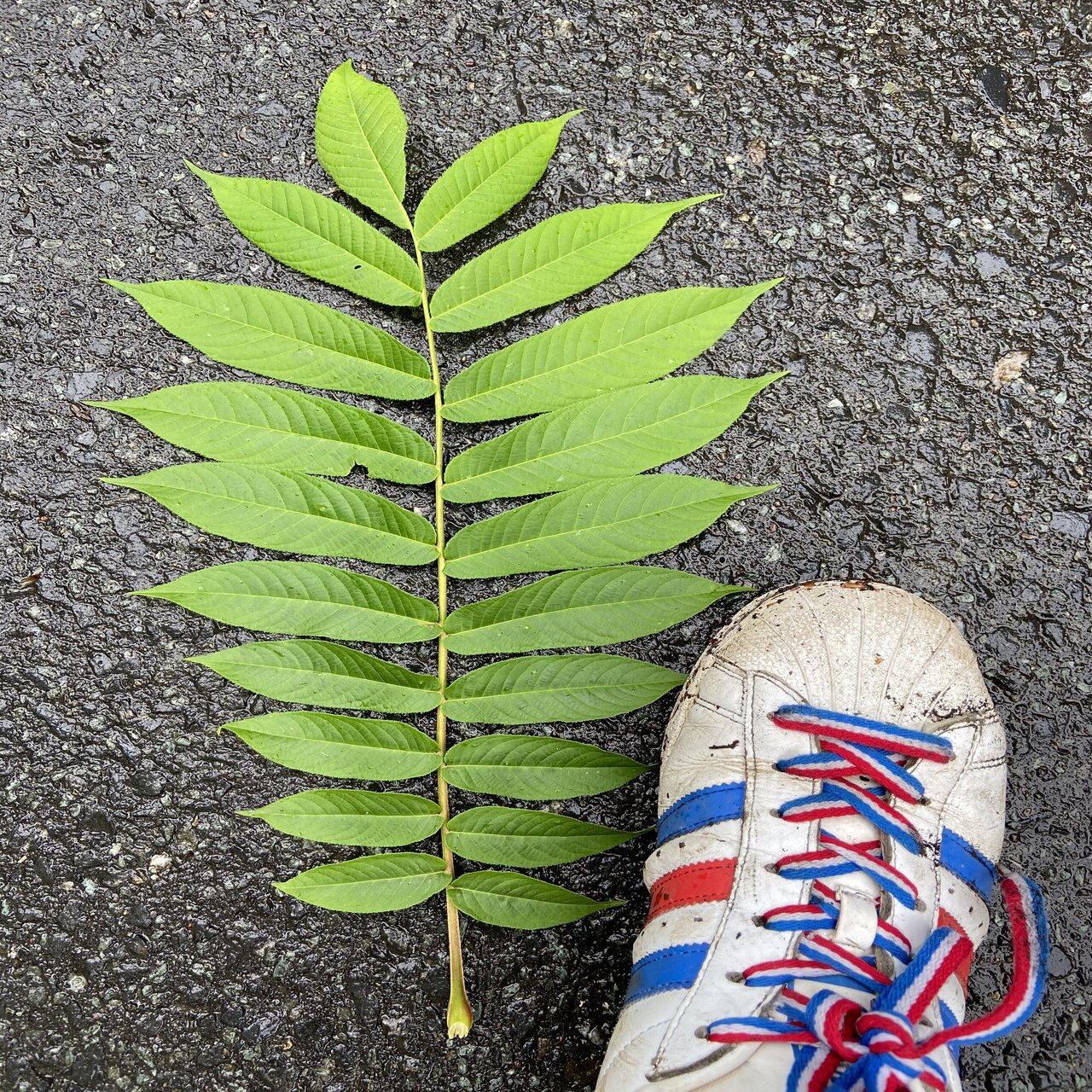 樹木図鑑 vol.17 サワグルミ 遠くへ行こうよ、トランジットを繰り返せ