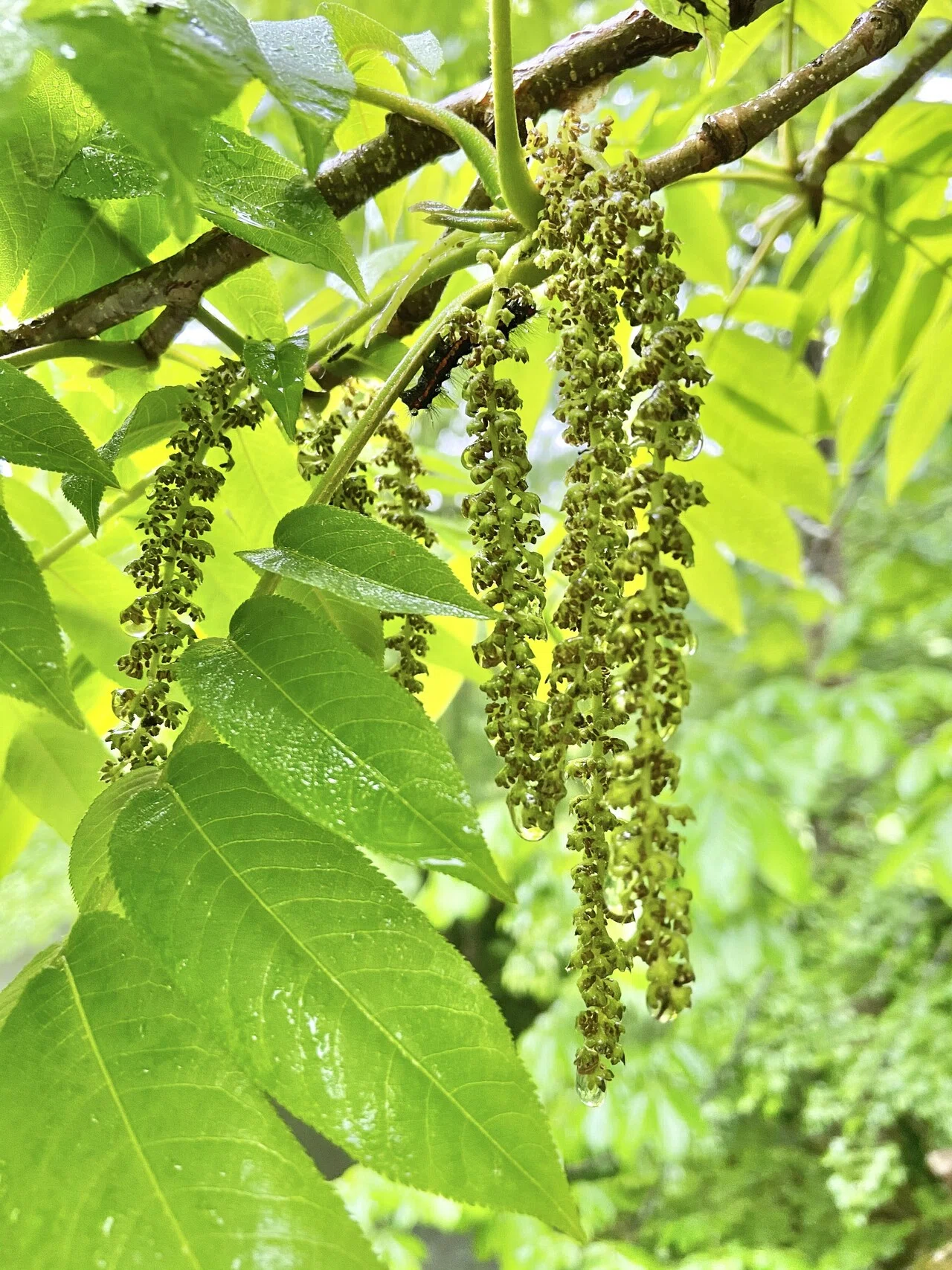 樹木図鑑 vol.17 サワグルミ 遠くへ行こうよ、トランジットを繰り返せ