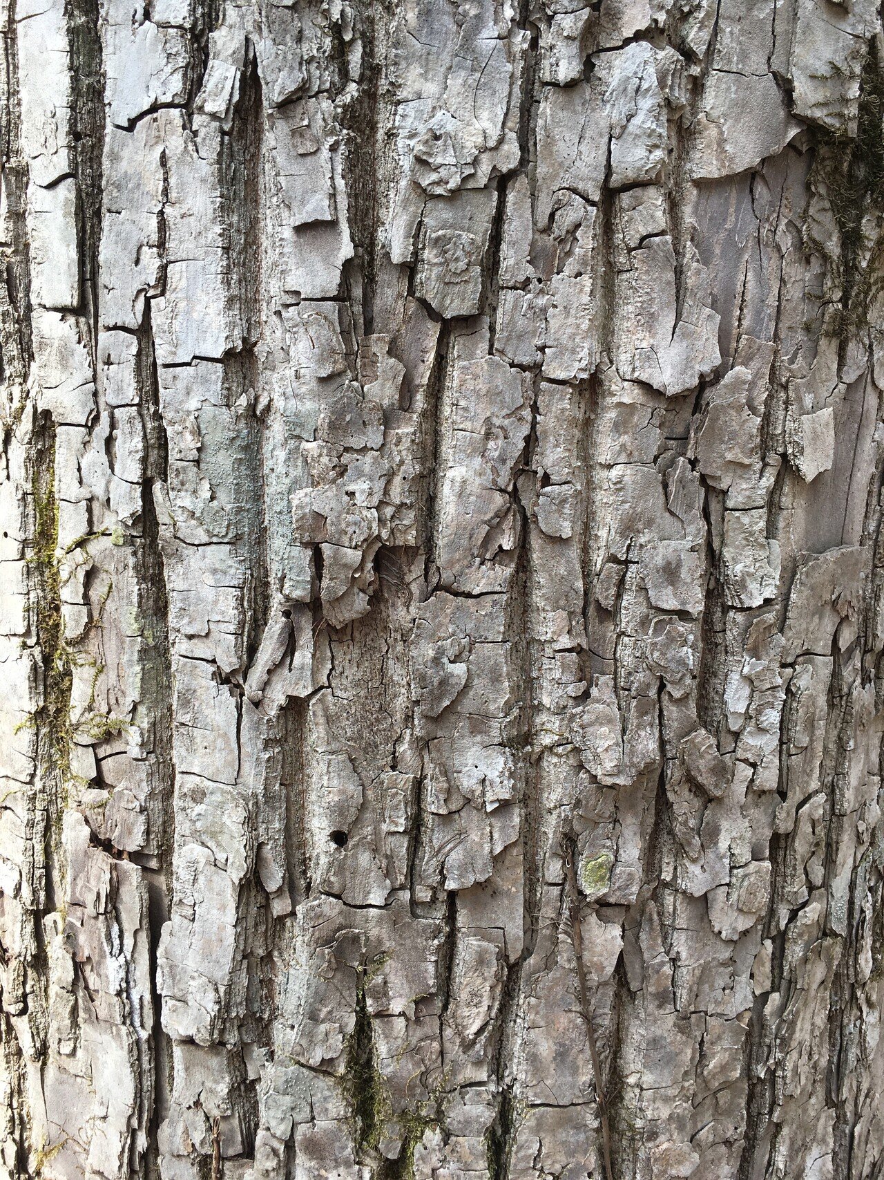 ◾️サワグルミ樹皮◾️5個 A級 ◾️サワグルミ樹皮◾️7個 樹木