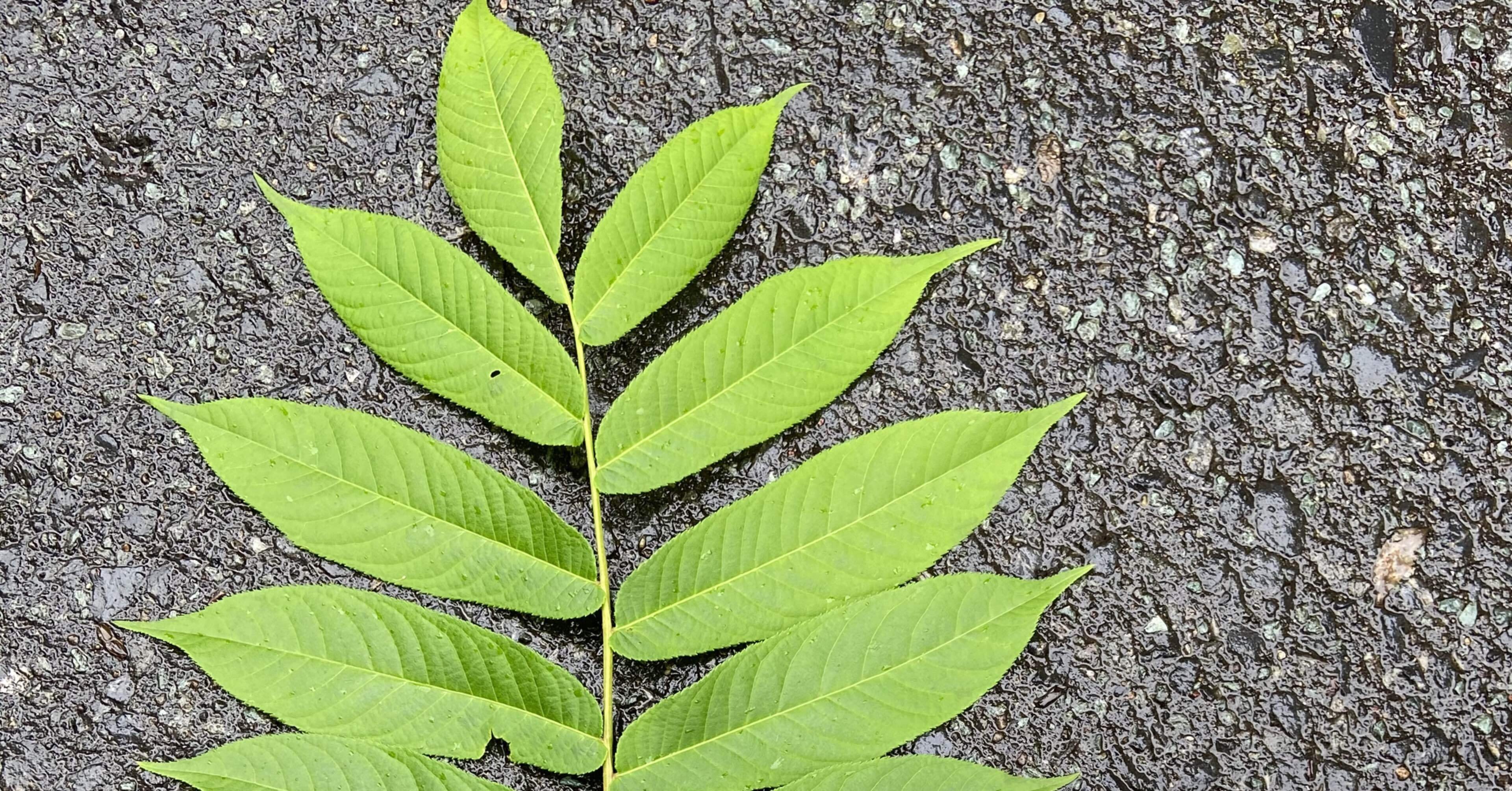 ◾️サワグルミ樹皮◾️7個　厚め 樹木図鑑 vol.17 サワグルミ 遠くへ行こうよ、トランジットを繰り返せ