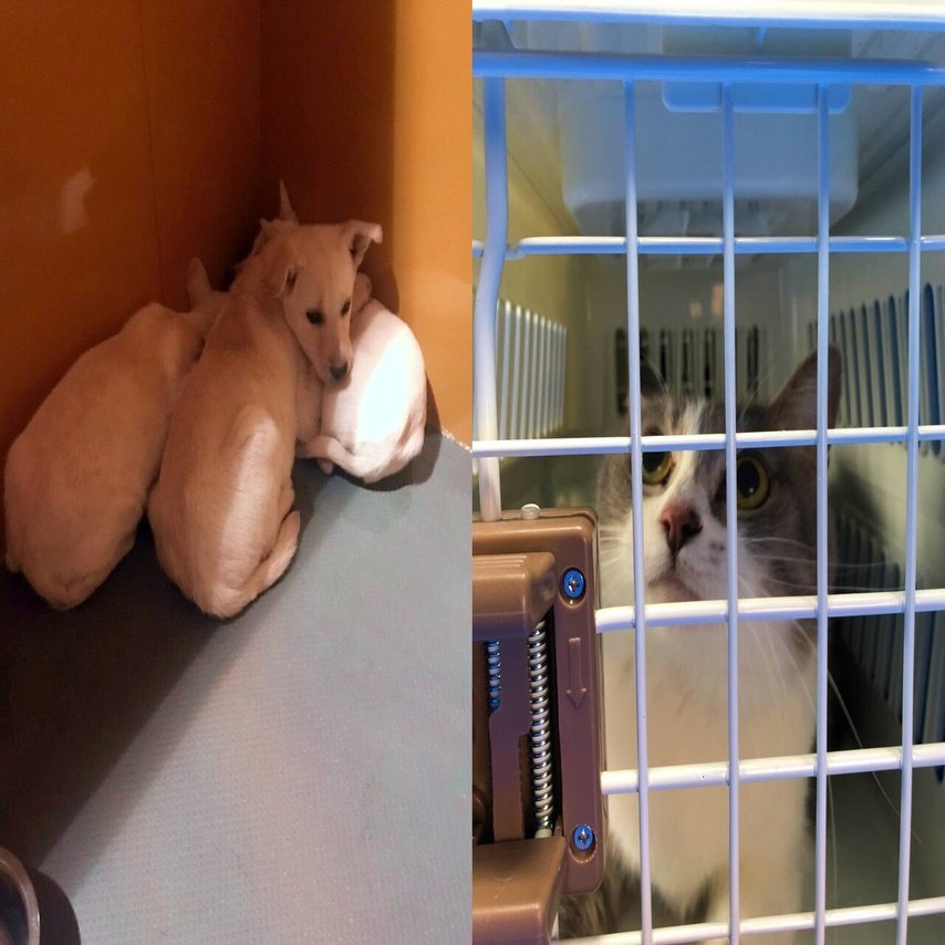 犬猫タウン前橋 オープン わんにゃんレスキュー開始します 犬猫生活株式会社 旧オネストフード Note