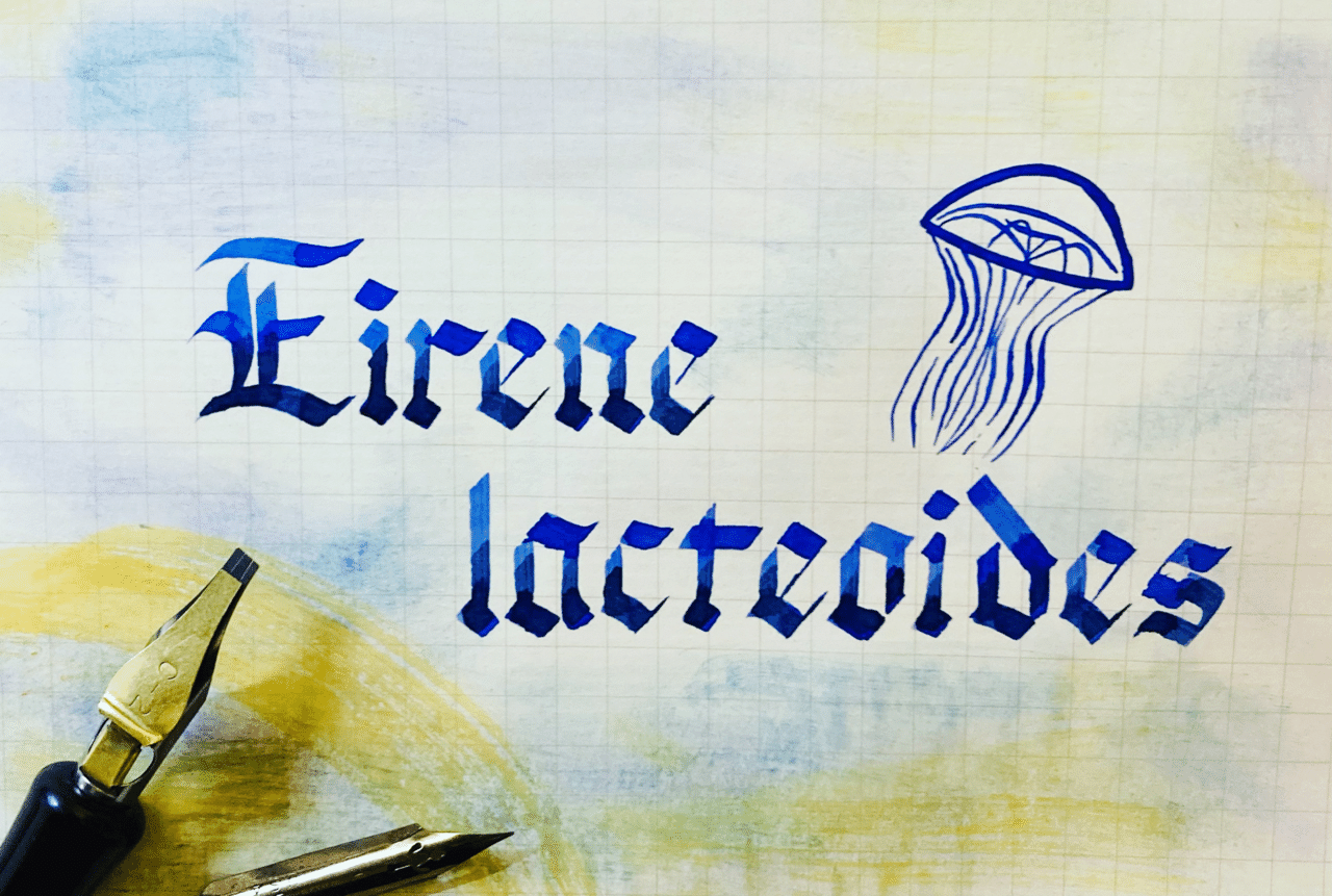 shipht Calligraphy.1｜shipht