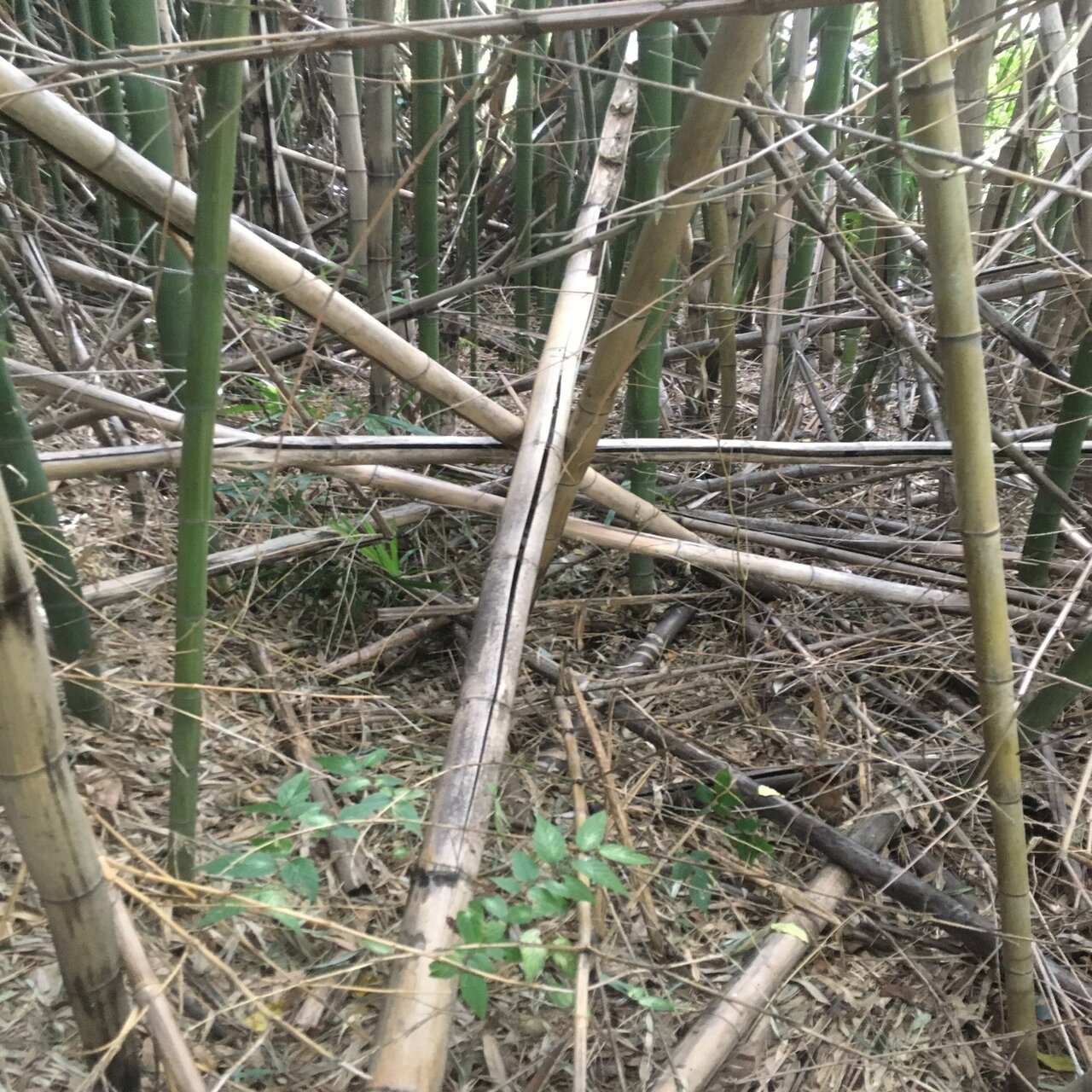 やぶらぶウォーカー / 園芸用に ポーラス竹炭 10リットル/20リットル やわらかな多孔質の炭 竹炭の力 消臭剤 調湿材 園芸用 ポーラス竹炭（柔らかい竹炭）８０Ｌ超【送料無料期間中】