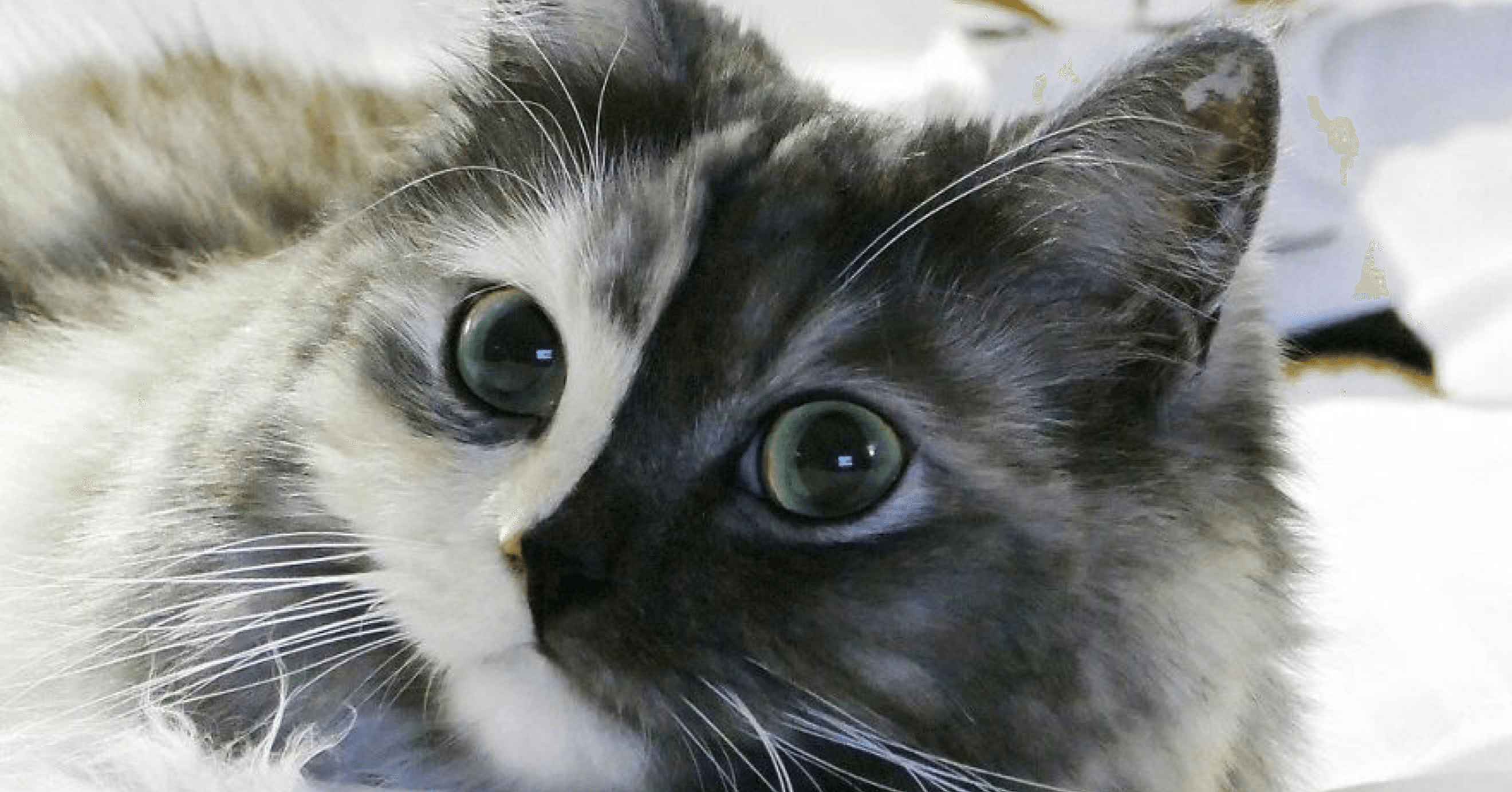 変な猫 2 キメラ ノリノリ Note