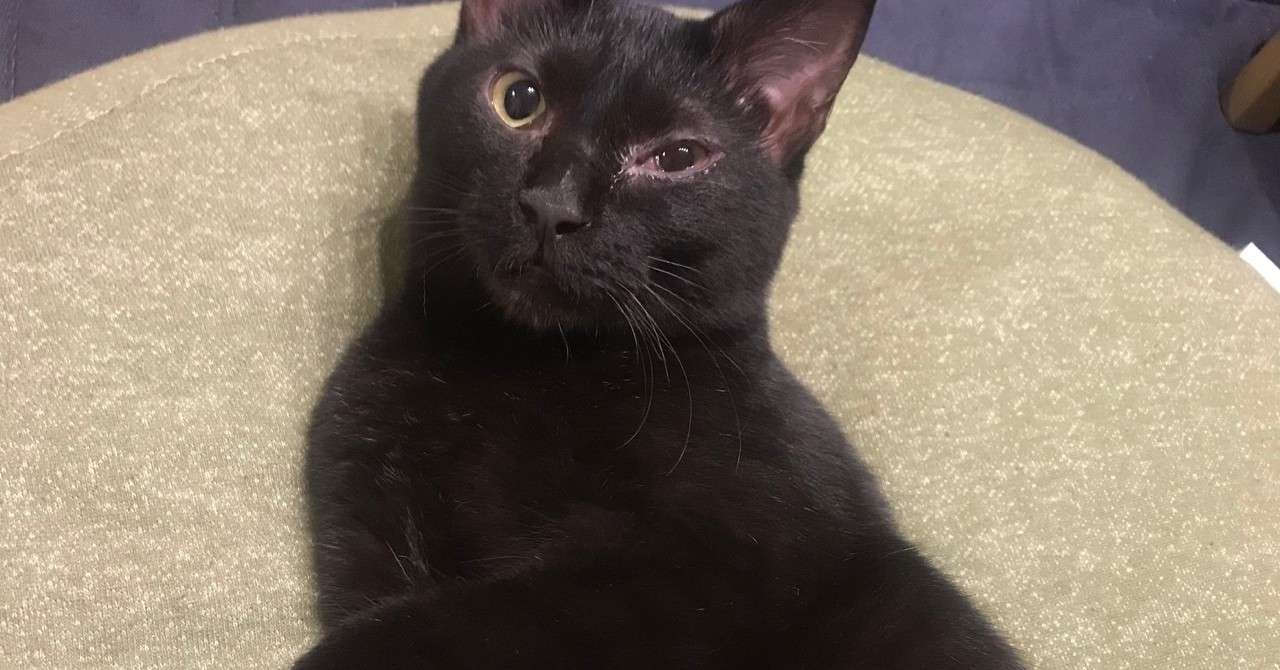 黒いさくらねこと1か月 後半 きりう Note