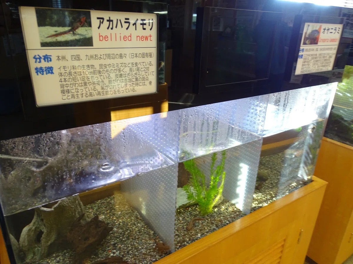 画像30
