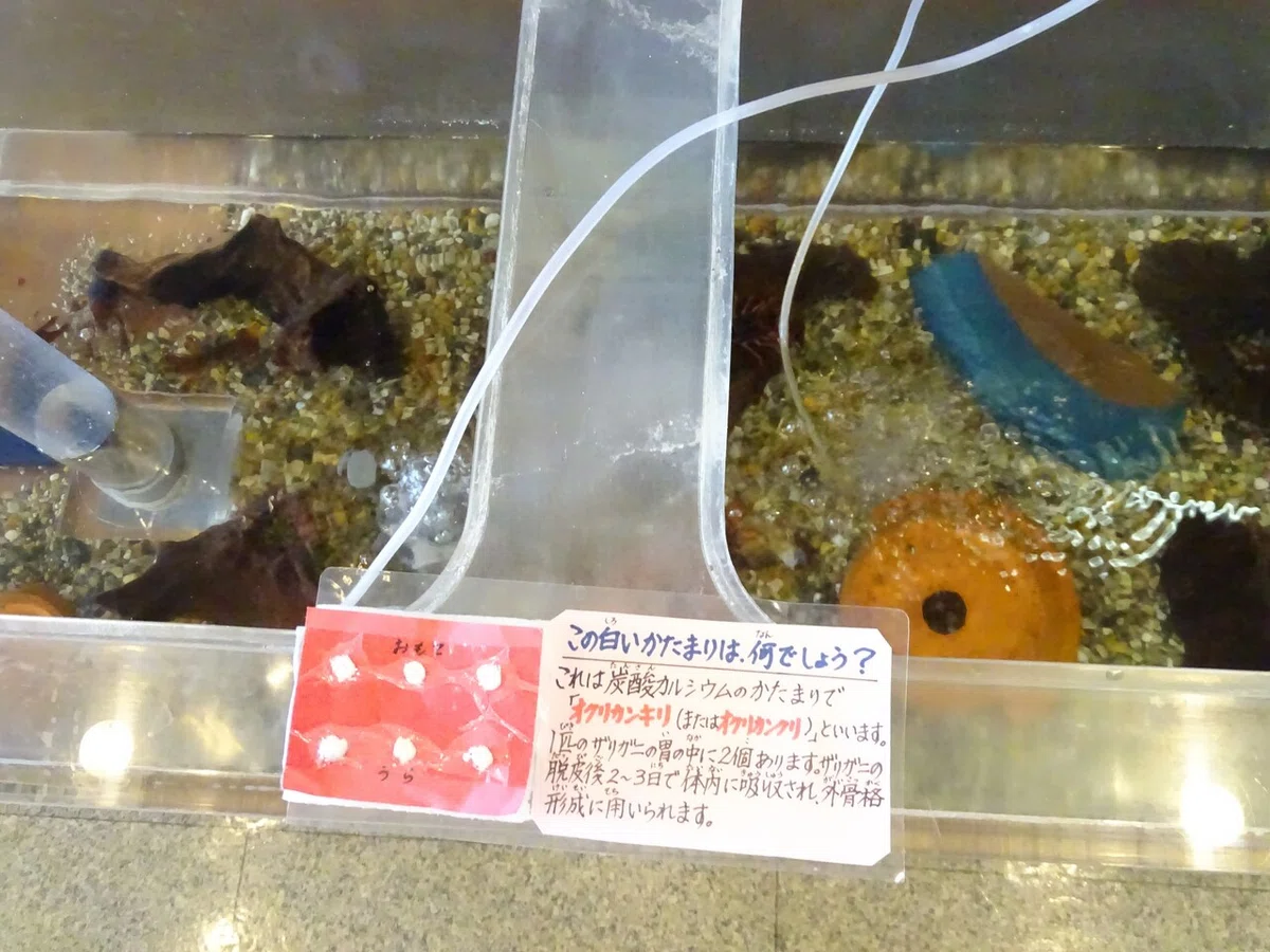 画像48