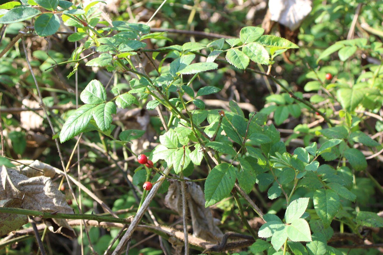 ノイバラの実｜あおはくたき
