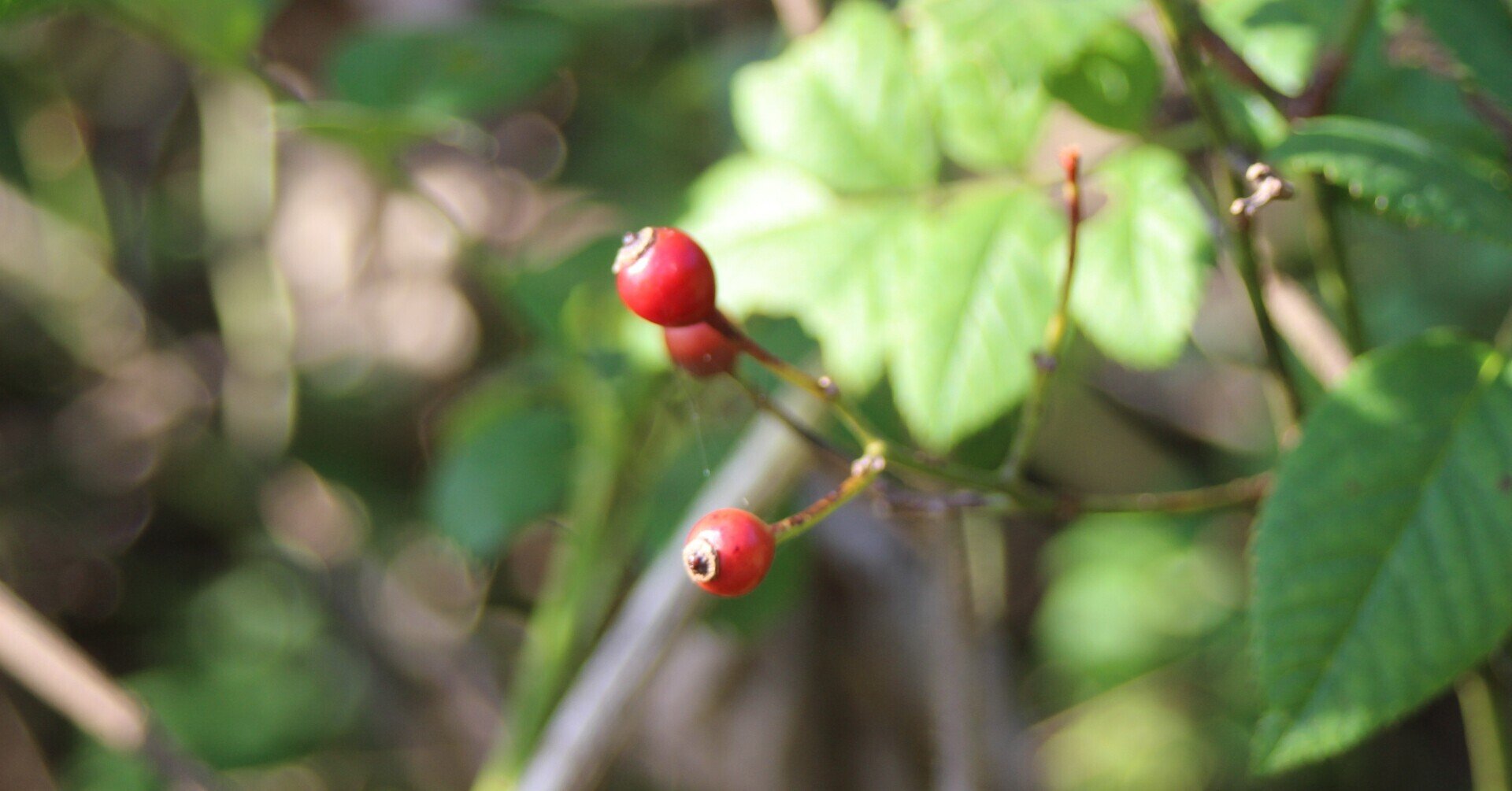 ノイバラの実｜あおはくたき