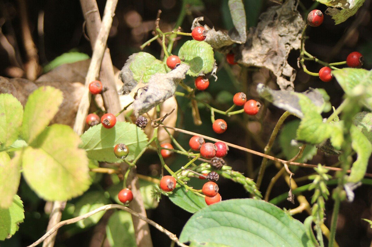 ノイバラの実｜あおはくたき